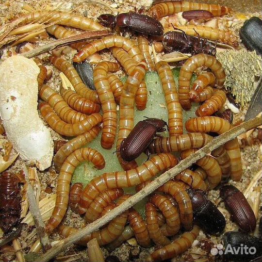 Мучной червь