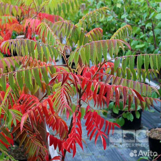 Саженцы сумах оленерогий саженцы 1,5 метра