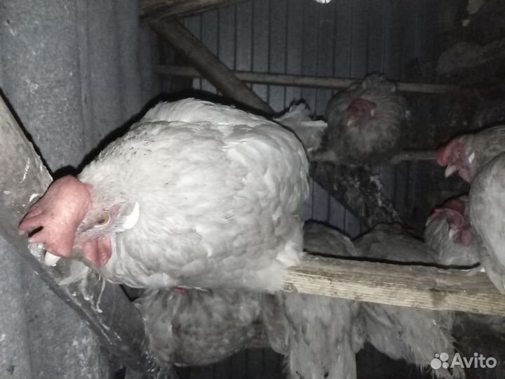 Курица несушка бу