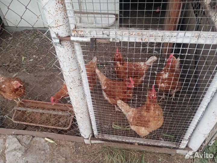 Куры несушки продам