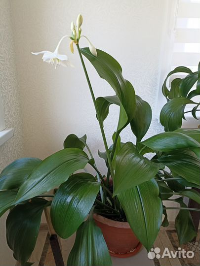 Эухарис амазонская лилия