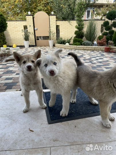 Помесь хаски