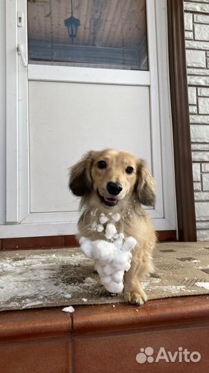 Вязка кобель такса длинношестная