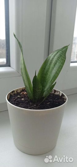 Сансевиерия