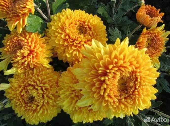 Хризантема корейская зимующая