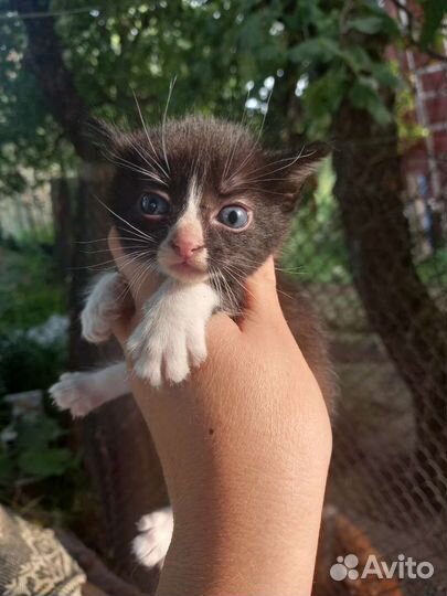 Котята отдам в добрые руки бесплатно