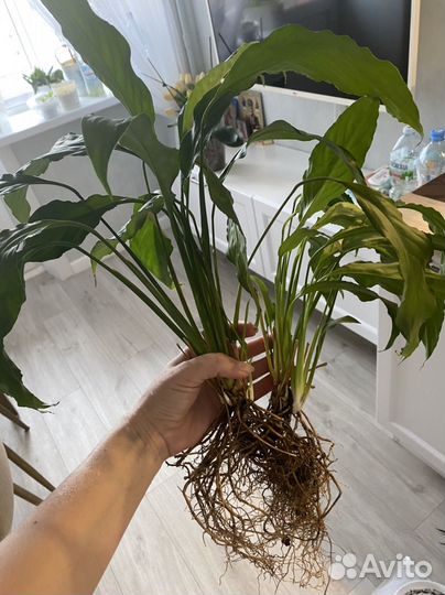 Спатифиллум