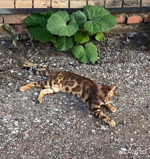 Бенгальский кот бесплатно