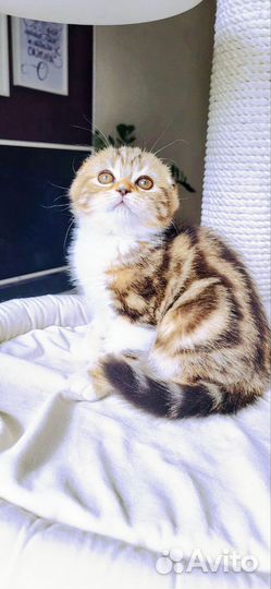 Продажа шотландских котят