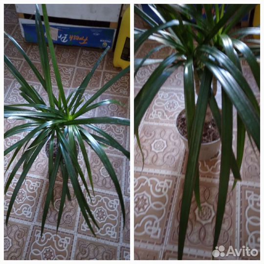 Драцена маргината