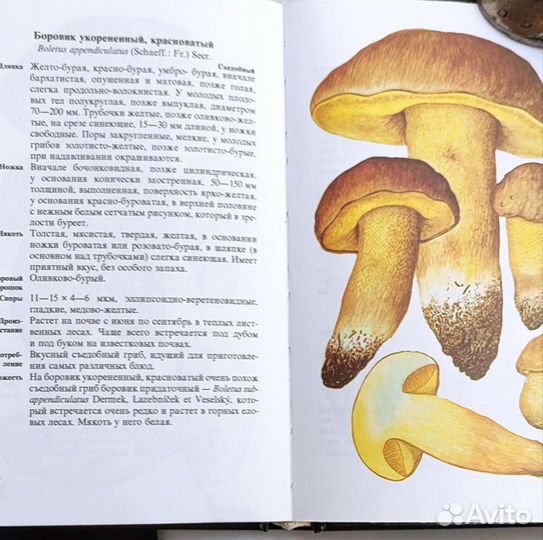 Справочники Грибы