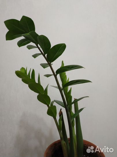 Замиокулькас 50см