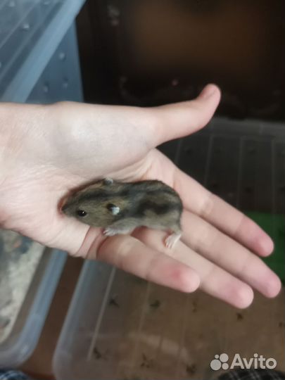 Малыши джунгарики / джунгарские хомячки бесплатно