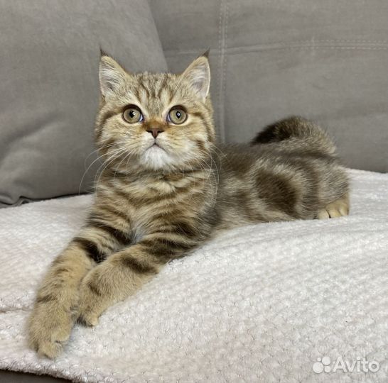 Британские котята