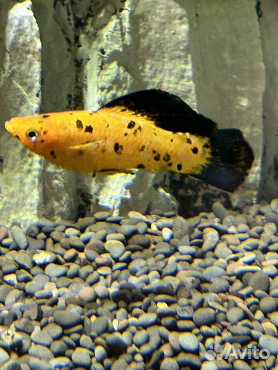 Моллинезия велифера