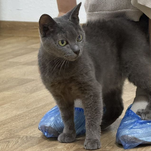 Взрослая, кошка в добрые руки
