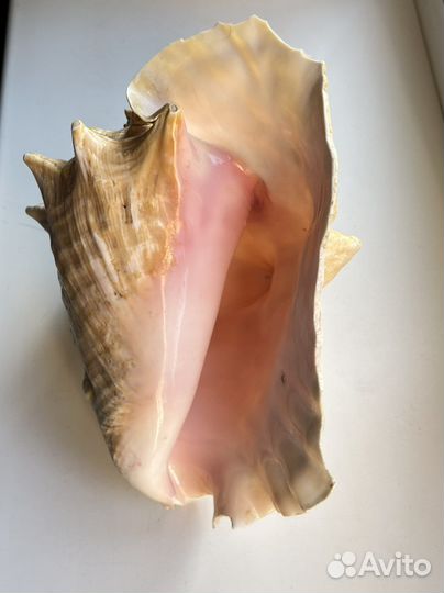 Ракушка морская большая