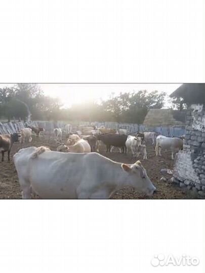 Коровы дойные и телята