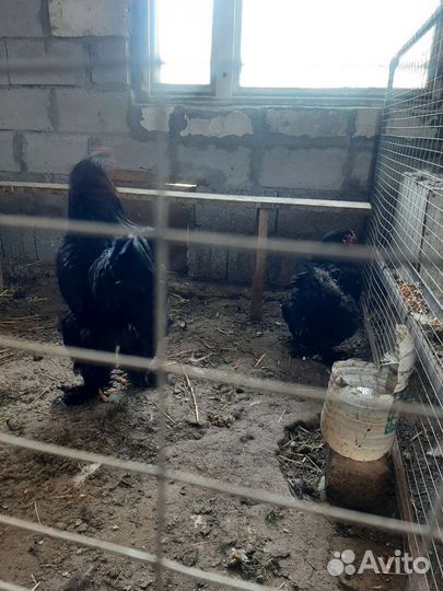Цыплята и куры брама