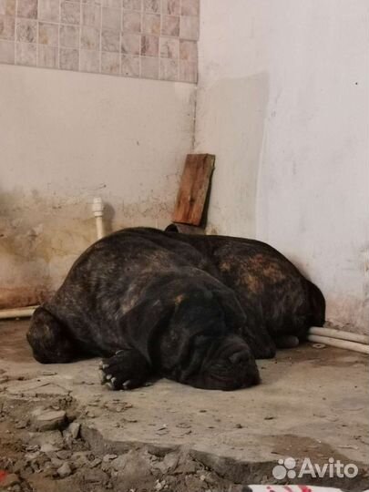 Кане Корсо вязка