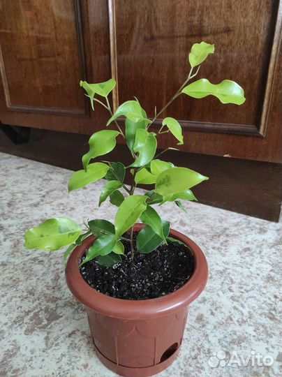 Комнатные растения,Сингониум,Сциндапсус