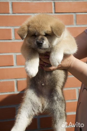 Плюшевые лисятки (Акита )