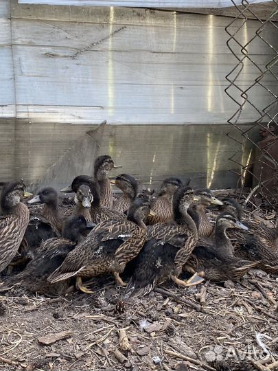 Дикая утка кряква (подсадная)