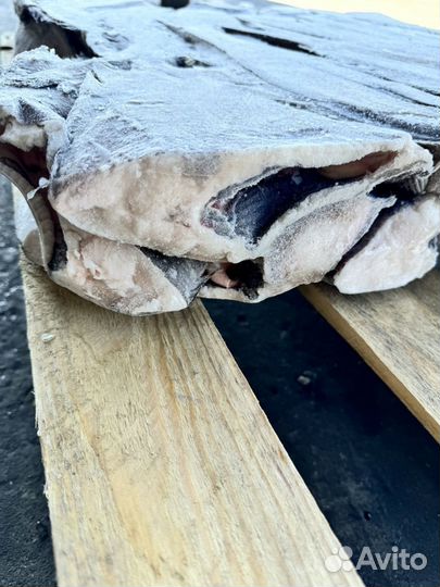 Палтус морской размером 1+ и 1