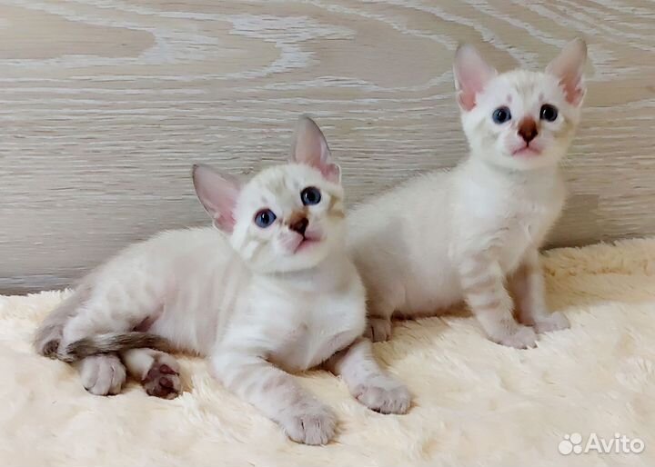 Бенгальская