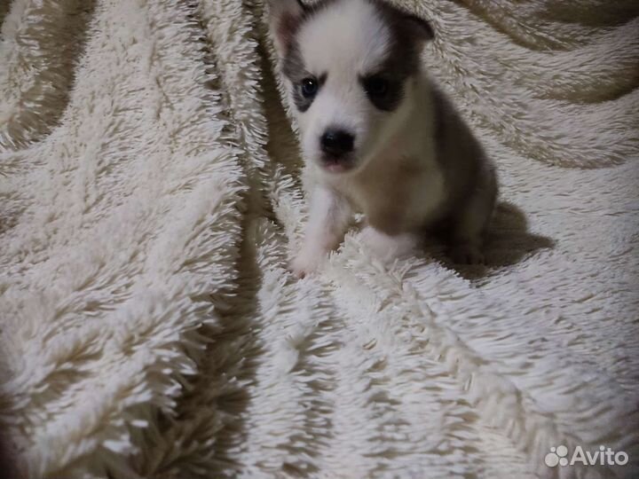 Щенки сибирской хаски