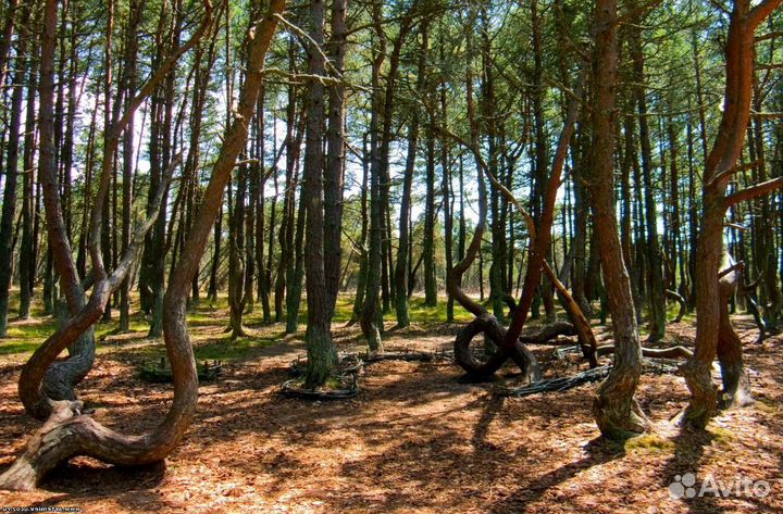 Поездки на Куршскую косу