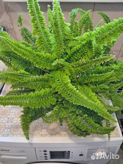 Комнатные растения 1