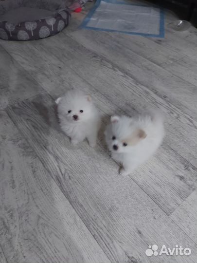 Щенки шпица мини