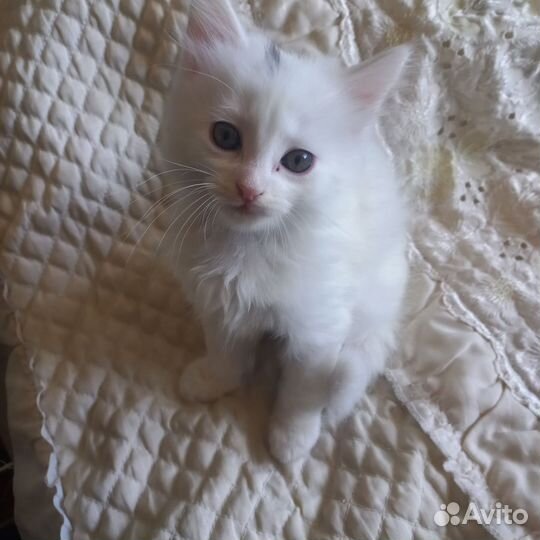 Отдам в хорошие руки бесплатно