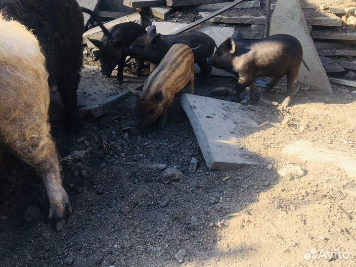 Поросята кормалы