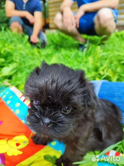 Аффенпинчер