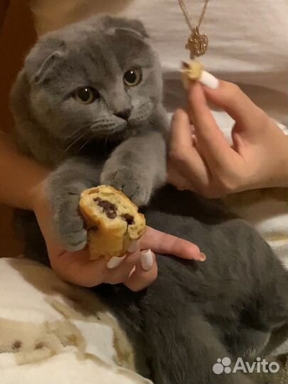 Вислоухая кошка