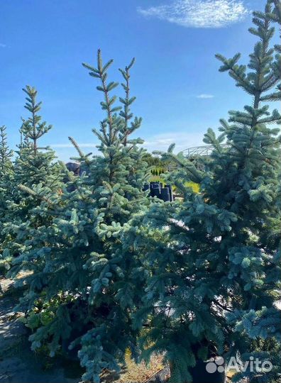 Ель голубая