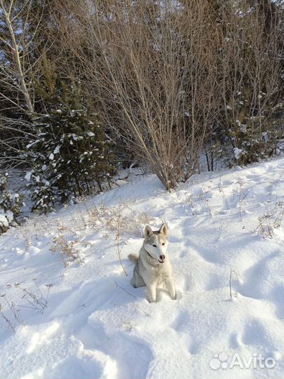 Щенок-подросток