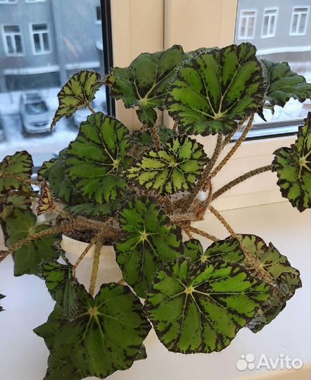 Бегония королевская тигровая