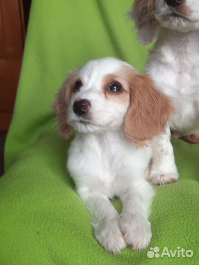 Русский охотничий спаниель щенки