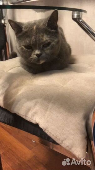 Британская кошка