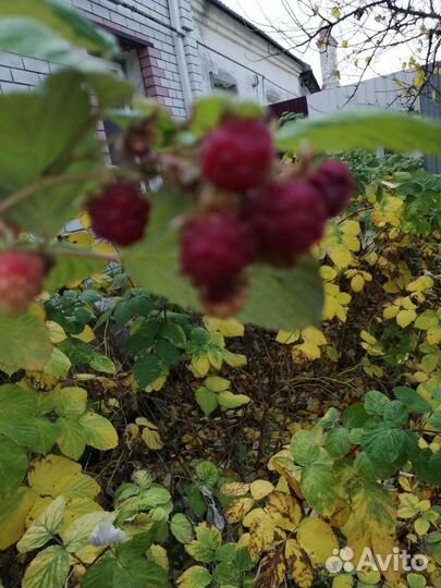Саженцы малины