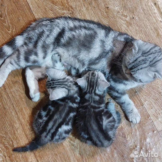 Шотландская кошка