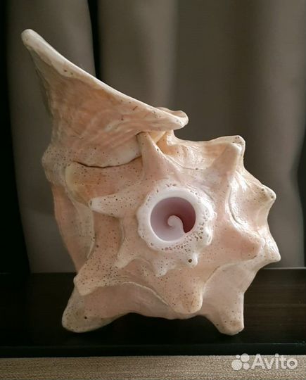 Поющая раковина, горн, дункар, конх, шанкха