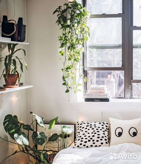 Книга растения в интерьере новая