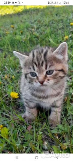 Кошка в дар