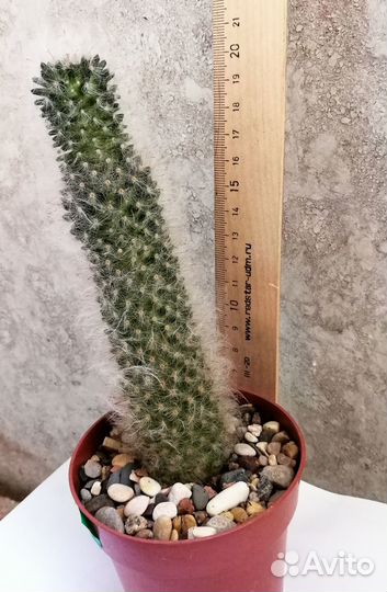 Кактусы Маммилярия