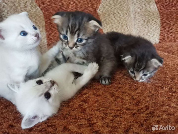 Котята от вислоухой мамы