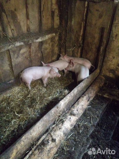 Поросенок помесь